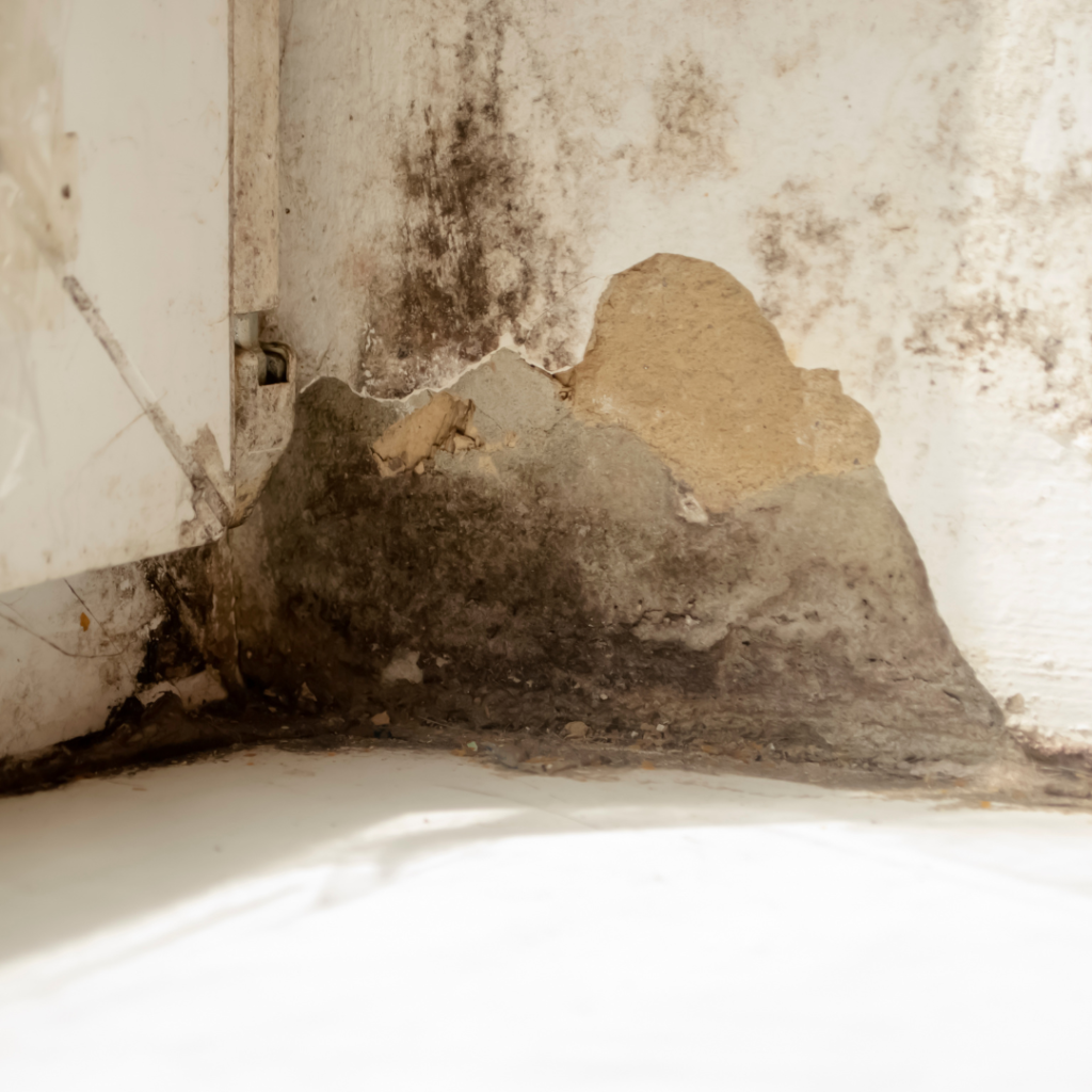 Mold remediation